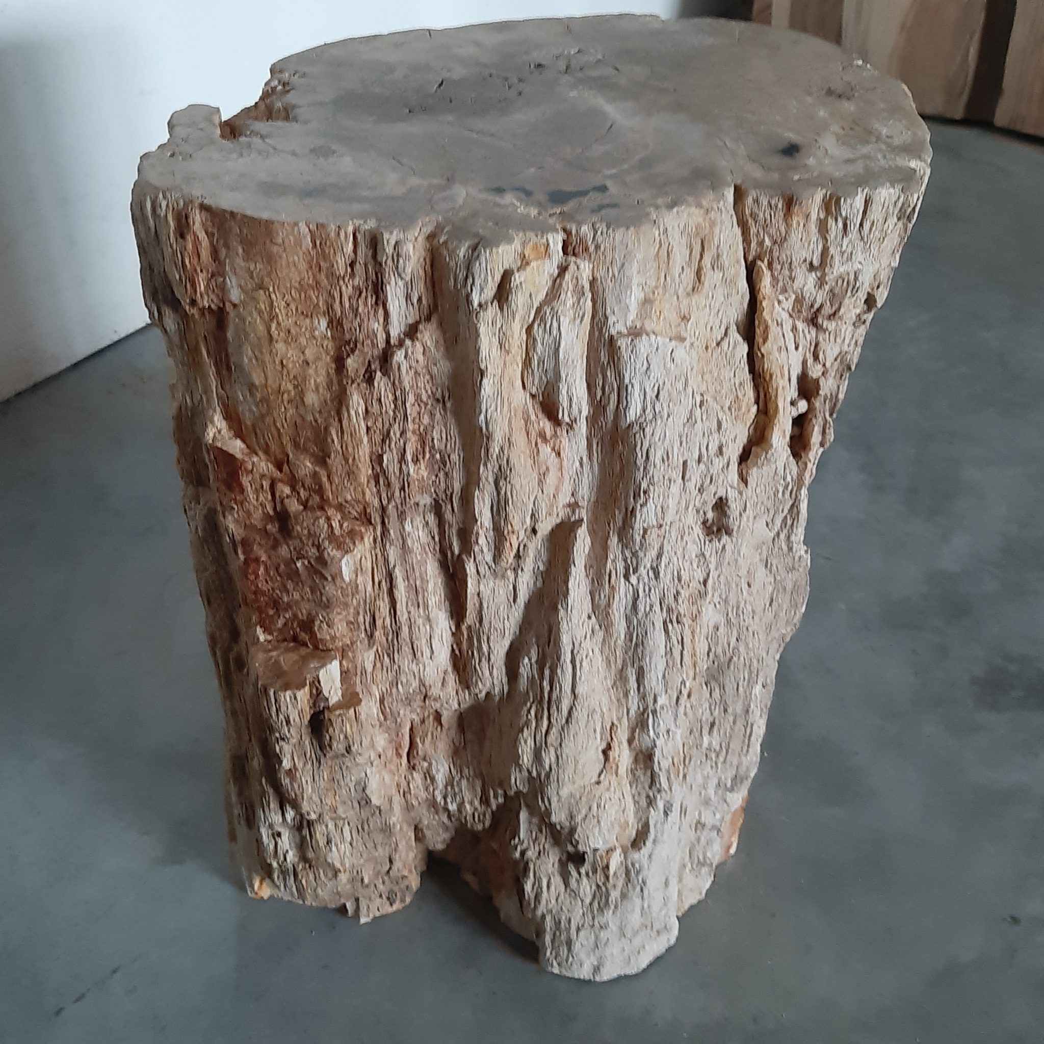 Versteinerter Baumstamm Versteinertes Holz Steinholz Fossilien